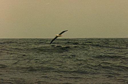 Albatros1