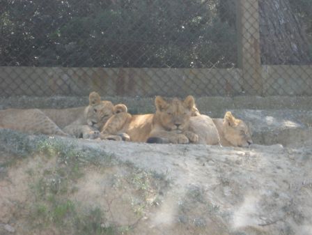 Lionceauxensieste